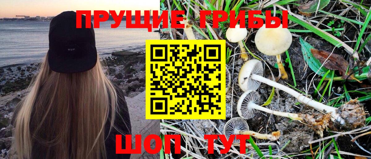 Псилоцибиновые грибы Psilocybine cubensis Владивосток